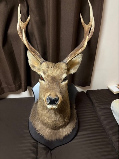 ハンティングトロフィー鹿 (kiwi) 新田のその他の中古あげます・譲り