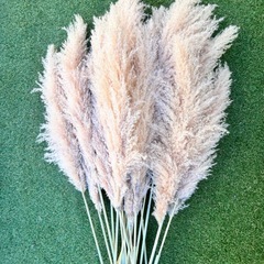 パンパスグラス　20本の画像