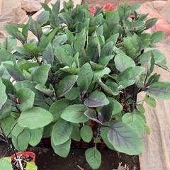 接木ナスの画像