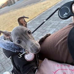 イタグレの里親を探してます。