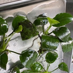 アヌビアスナナ　　取り引き中
の画像