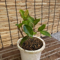 ガジュマルの画像