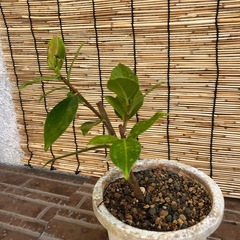 ガジュマルの画像