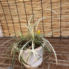 プリムラアコーノスの画像