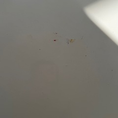 【受け取り待ち】折りたたみテーブルの画像