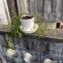 Ripusaris kasuusaリプサリスカスーサの画像