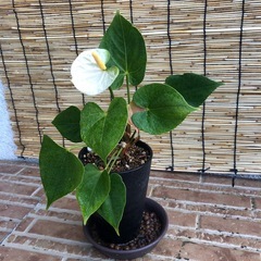 アンスリウムの画像