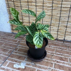 カラテア　フレディの画像