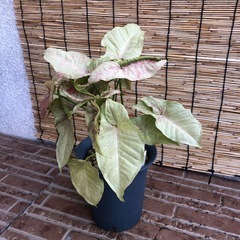 シンゴニウム　ネオンの画像