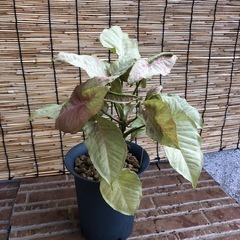 シンゴニウム　ネオンの画像