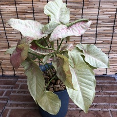 シンゴニウム　ネオンの画像