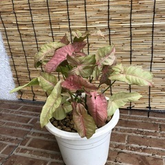 シンゴニウム　バイカラーの画像