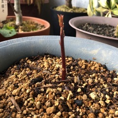 取引き中　アボカド②の画像