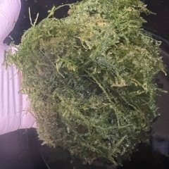 ウィローモスの画像