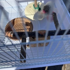 鳥かご　大　美品小物付き①の画像