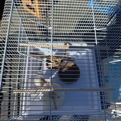 鳥かご　大　美品小物付き①の画像