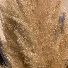 パンパスグラス　大型　ドライフラワー　インテリアの画像