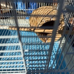 サンコー鳥かご美品②の画像