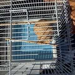 サンコー鳥かご美品②の画像