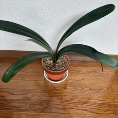 クンシラン苗🌱の画像