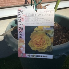 バラ大苗　伊豆の踊子　四季咲きの画像