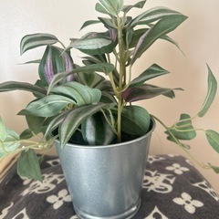 フェイクグリーンの画像