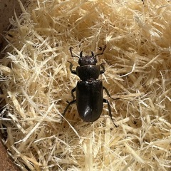 【後食済】メタリフェルホソアカクワガタ　♂♀♀トリオの画像