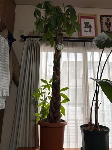 引取りのみ パキラ 編み込み幹 植物