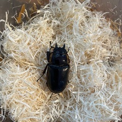 ファブリースノコギリクワガタ　タカクワイ　ペアの画像