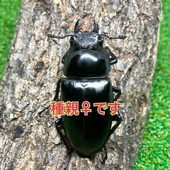 （幼虫10頭）ギラファノコギリクワガタ（ケイスケ）の画像