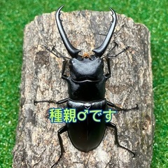 （幼虫10頭）ギラファノコギリクワガタ（ケイスケ）の画像