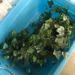 フェイクグリーンいろいろまとめて！お庭や窓の目かくしにもの画像