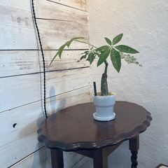 パキラミルキーウェイ観葉植物
の画像