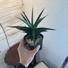 サンスベリアb-3観葉植物の画像