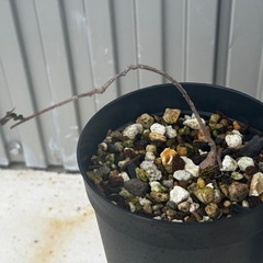 実生】①オペルクリカリア2株の画像