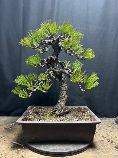 格安】黒松盆栽 中品 大品 (xxx) 橋本のその他の中古あげます・譲り