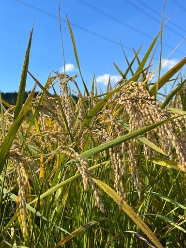 令和7年度無農薬お米　玄米　30キロ