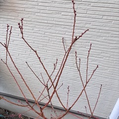 【ブルーベリー苗】ピンクレモネード（ラビットアイ）8号鉢／5年生・結実実績ありの画像