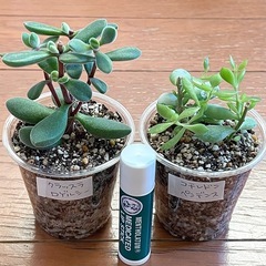 多肉　モケモケ７種セット
の画像