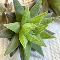 多肉　ハオルチア２種セット　抜き苗での画像