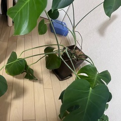 モンステラ＆サンスベリアの画像