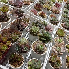 多肉植物（値段は要相談）の画像