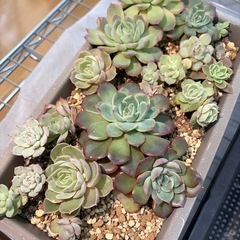 多肉植物（値段は要相談）の画像