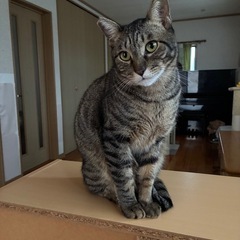 可愛いお顔の雄猫すみれ君