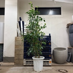 フィカスベンジャミン　10号の画像