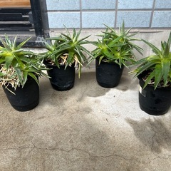 【4鉢セット】ディッキア　ムーグロー　群生　多肉植物の画像