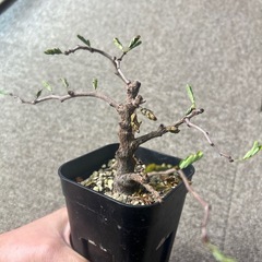 【2鉢セット】センナ　メリディオナリス　塊根植物　豆科　の画像