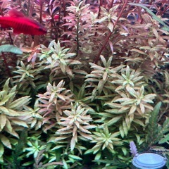 アクアリウム　熱帯魚水草　水中葉　スネールなしの画像