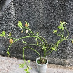 取引き中　②銀竜　ペディランサスの画像