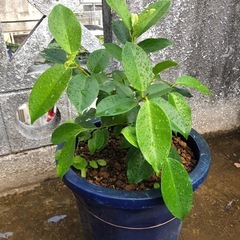 ガジュマルの画像